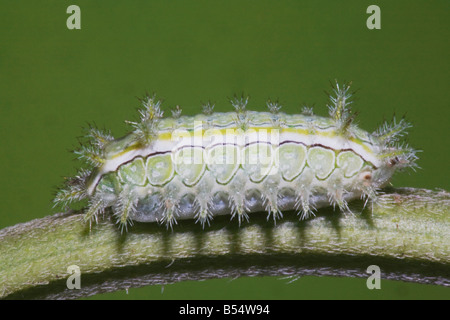 Moth Caterpillar Lepidoptera Sinton Corpus Christi Coastal Bend Texas USA Foto Stock