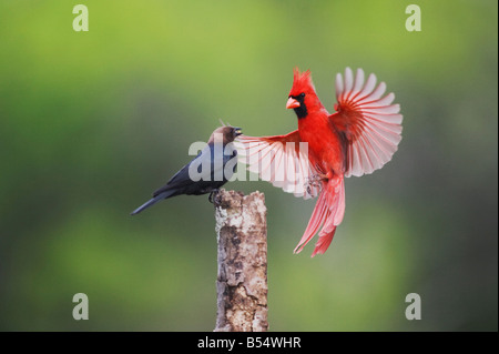 Il Cardinale nord Cardinalis cardinalis maschio marrone e intitolata Cowbird Sinton Corpus Christi Coastal Bend Texas USA Foto Stock