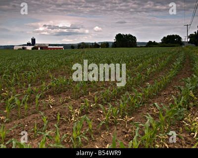 Nuovo impianto di mais in righe in un campo con una azienda agricola in massa posteriore Foto Stock