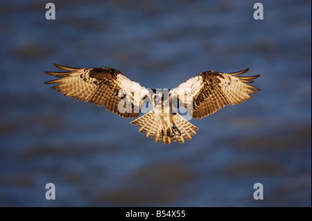 Falco pescatore Pandion haliaetus adulto in volo Yellowstone River il Parco Nazionale di Yellowstone Wyoming USA Foto Stock