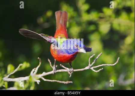 Dipinto di Bunting Passerina ciris adulto cantando Sinton Corpus Christi Coastal Bend Texas USA Foto Stock