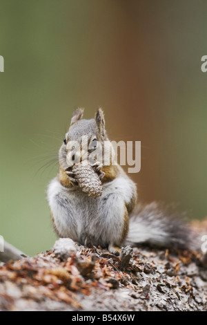 Pine Squirrel Tamiasciurus hudsonicus adulto mangiare pigna Rocky Mountain National Park Colorado USA Foto Stock
