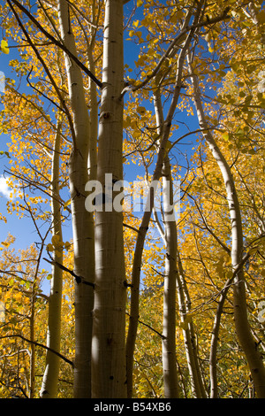 Aspen Grove, Vescovo Creek Canyon trovati nella parte orientale della Sierras Foto Stock