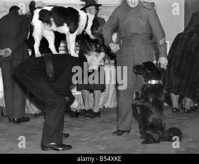 II Guerra Mondiale mascotte: cani. 'Mick,' mascotte di una stazione dei vigili del fuoco si arrampica sul retro di esso 'master', mentre Buller mendica. Novembre 1944 Foto Stock