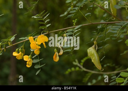 Vescica spagnolo Senna Colutea hispanica in fiore e frutto dell'Andalusia a sud ovest della Spagna Foto Stock