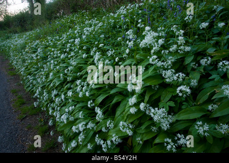 Bella e antica strada fiorita orlo hedgebank vicino Powerstock West Dorset massa di aglio selvatico Allium ursinum molla Foto Stock