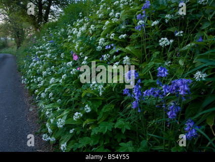 Bella e antica strada fiorita orlo vicino Powerstock West Dorset massa di aglio selvatico Allium ursinum bluebells e red campion Foto Stock