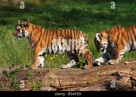 Riproduzione di tigre siberiana cubs a un albero Foto Stock