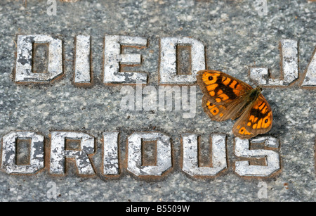 Parete butterfly Lasiommata megera crogiolarsi sulla tomba di un soldato Foto Stock