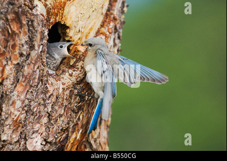 Mountain Bluebird Sialia currucoides maschio a cavità di nidificazione del Rocky Mountain National Park Colorado USA Foto Stock