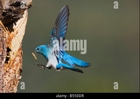 Mountain Bluebird Sialia currucoides maschio in atterraggio a cavità di nidificazione del Rocky Mountain National Park Colorado USA Foto Stock