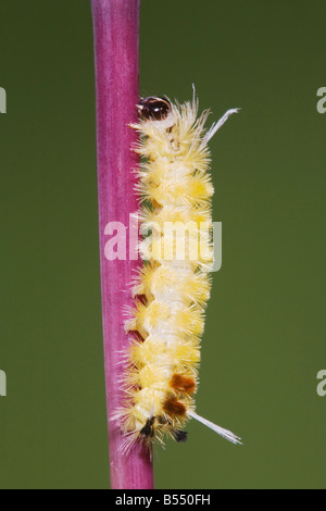 Moth Caterpillar Lepidoptera Sinton Corpus Christi Coastal Bend Texas USA Foto Stock