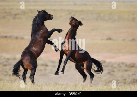 Mustang cavallo Equus caballus stalloni combattimenti Pryor Mountain Wild Horse gamma Montana USA Foto Stock