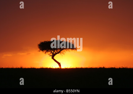 Tramonto dietro di acacia nel Masai Mara Foto Stock