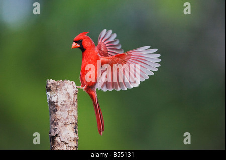 Il Cardinale nord Cardinalis cardinalis atterraggio maschio Sinton Corpus Christi Coastal Bend Texas USA Foto Stock