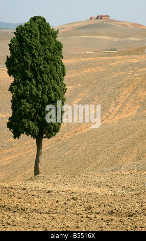 Agriturismo ad albero e pecore in Le Crete, regione a sud della Toscana Foto Stock