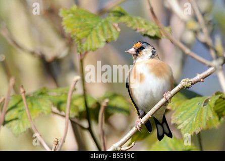 Cardellino sul ramo di albero a Rainham Marshes RSPB riserva England Regno Unito Foto Stock