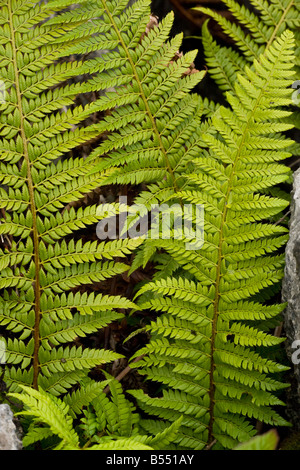 Schermo rigido fern (Polystichum aculeatum) cresce in una gryke nella pavimentazione di pietra calcarea, portamento carriole NNR, Cumbria, England, Regno Unito Foto Stock