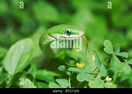 Ruvido Green Snake Opheodrys aestivus adulto Sinton Corpus Christi Coastal Bend Texas USA Foto Stock