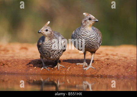 Scalato Callipepla Quaglia squamati coppia bere Rio Grande Valley Texas USA Foto Stock