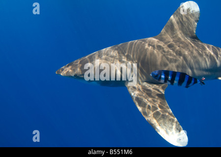 Lo squalo longimano Carcharhinus longimanus Foto Stock