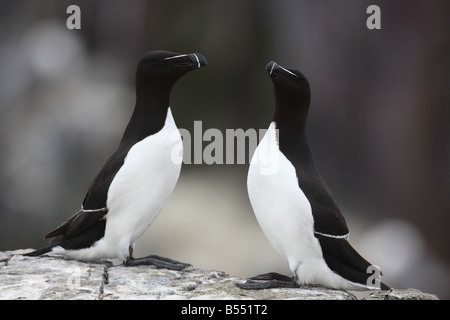 RAZORBILL Alca torda coppia su roccia VISTA LATERALE Foto Stock