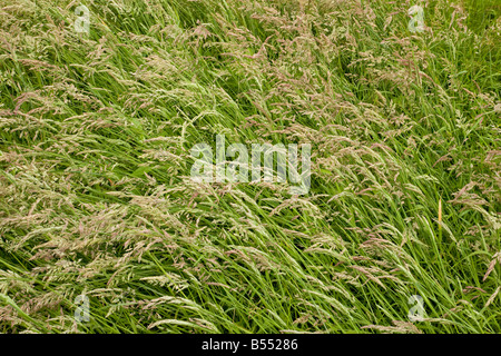 Cotica erbosa di Yorkshire erba antinebbia (Holcus lanatus), full frame Foto Stock
