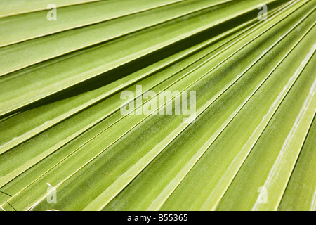 Green leaf of a palm tree Foto Stock