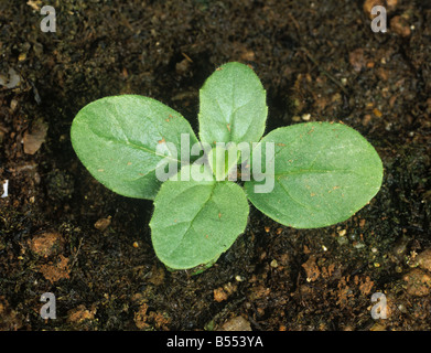 Round lasciava fluellen Kickxia spuria la piantina con quattro foglie vere Foto Stock