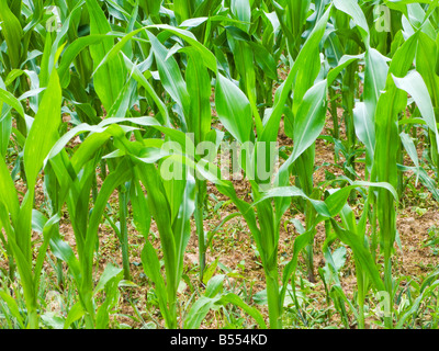 Nuove giovani piante di mais in estate che cresce in un campo in Francia Europa Foto Stock