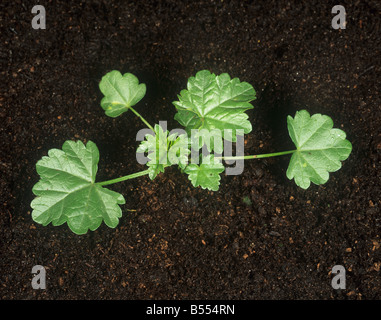 Dwarf mallow Malva neglecta pianta giovane Foto Stock