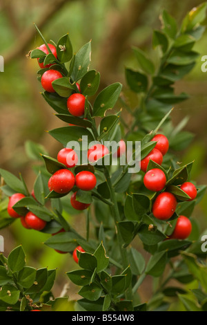 Rusco Ruscus aculeatus con frutti di bosco Foto Stock