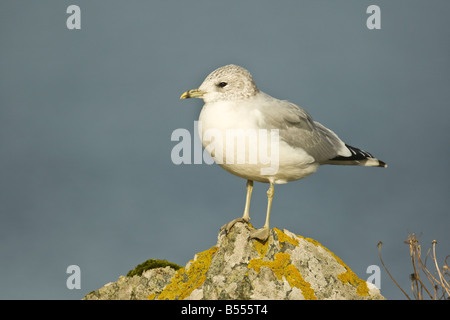 Adulto gabbiano comune (Larus canus) in inverno piumaggio appollaiato sulla roccia, Shetland continentale, Scozia Foto Stock