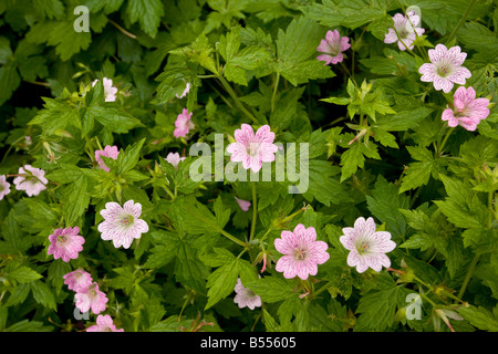 Redatti a matita Cranesbill Geranium versicolor Foto Stock