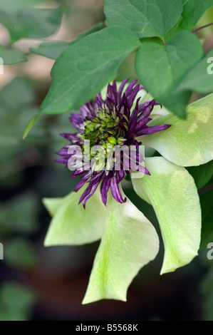 CLEMATIS FLORIDA SIEBOLDII Foto Stock