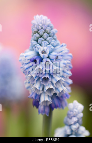 MUSCARI AZUREUM giacinto d'uva Foto Stock