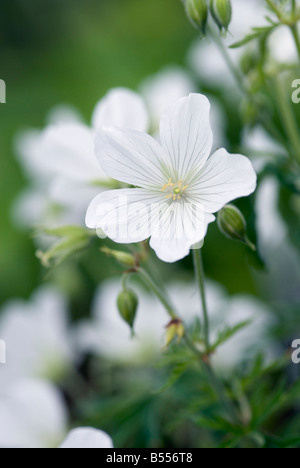 GERANIUM CLARKEI KASHMIR GREEN Foto Stock