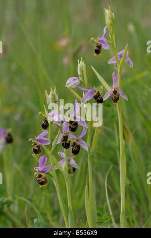 Late Spider Orchid (Ophrys holoserica, Ophrys fuciflora), fioritura Foto Stock