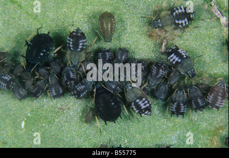 Fagiolo Nero afide Aphis fabae gruppo in vari stadi alimentazione su un largo bean leaf Foto Stock