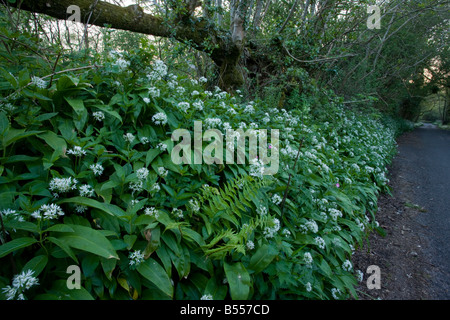 Bella e antica strada fiorita orlo hedgebank vicino Powerstock West Dorset massa di aglio selvatico Allium ursinum molla Foto Stock