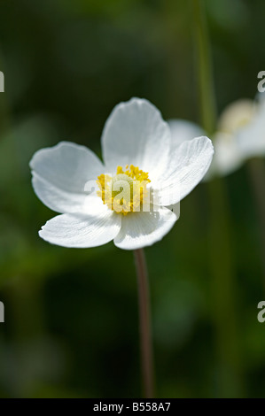 Snowdrop Anemone, Anemone sylvestris flower close up Foto Stock