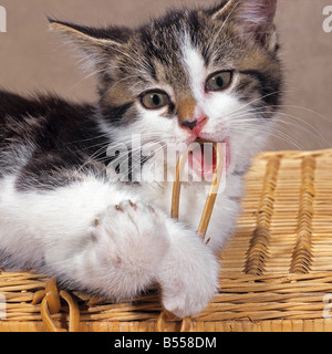 Kitten - giacente sul carrello Foto Stock