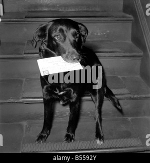 Animali Cani: Nero mongrel Susan che vive in un blocco di uffici a 7, Bruce Grove, Tottenham, raccoglie la posta dal postino ogni mattina e lo invia all'ufficio corretto nel blocco. Agosto 1953 D5105 Foto Stock