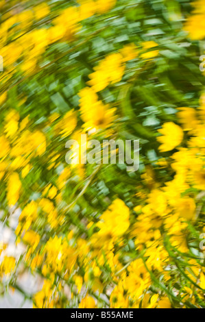 Fiori di colore giallo sfumato in movimento Foto Stock