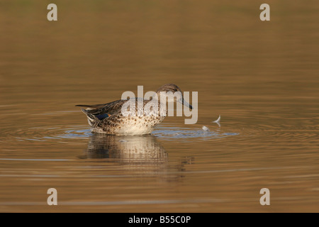 Comune Femmina Teal Anas crecca Foto Stock