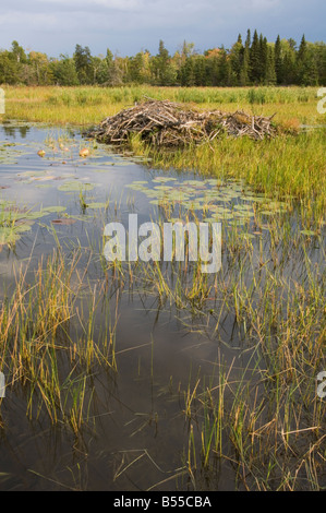 Beaver Pond in piccoli bay off Brule si restringe Rainy lago Parco nazionale Voyageurs Minnesota USA Foto Stock