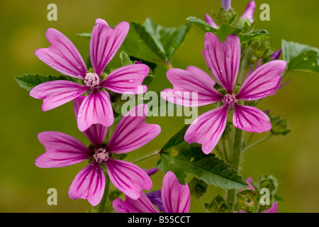 Comune di Malva Malva Sylvestris nel comune di fiore pianta selvatica cresciuto anche in giardini Foto Stock
