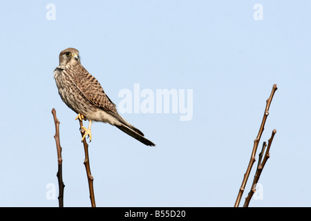 Comune di Gheppio Falco tinnunculus è un uccello da preda delle specie appartenenti al gruppo kestrel della famiglia falcon Falconidae Foto Stock