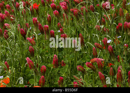 Trifoglio di cremisi Trifolium incarnatum ssp incarnatum piantato come un raccolto di foraggio Francia Foto Stock