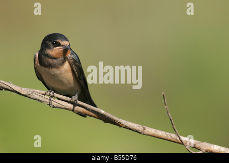 Barn Swallow Hirundo rustica appollaiato su un ramo Israele molla Giugno 2007 Foto Stock